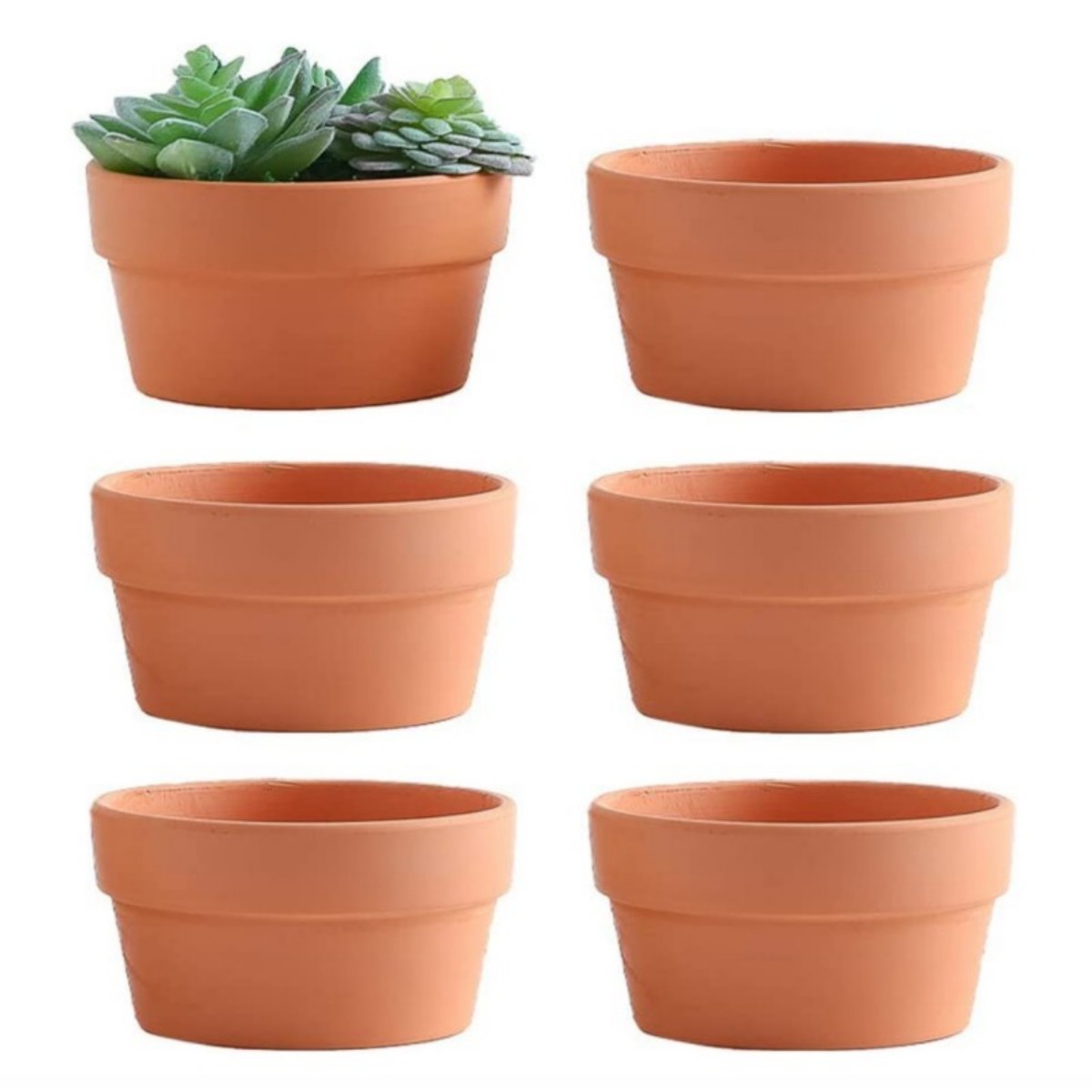 Echeveria Succulent - Vasos de terracota para flores, 6