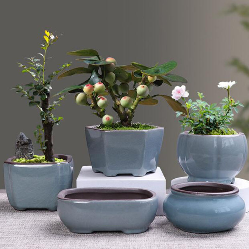 Echeveria Succulent - Vaso De Flores De Cerâmica Retro