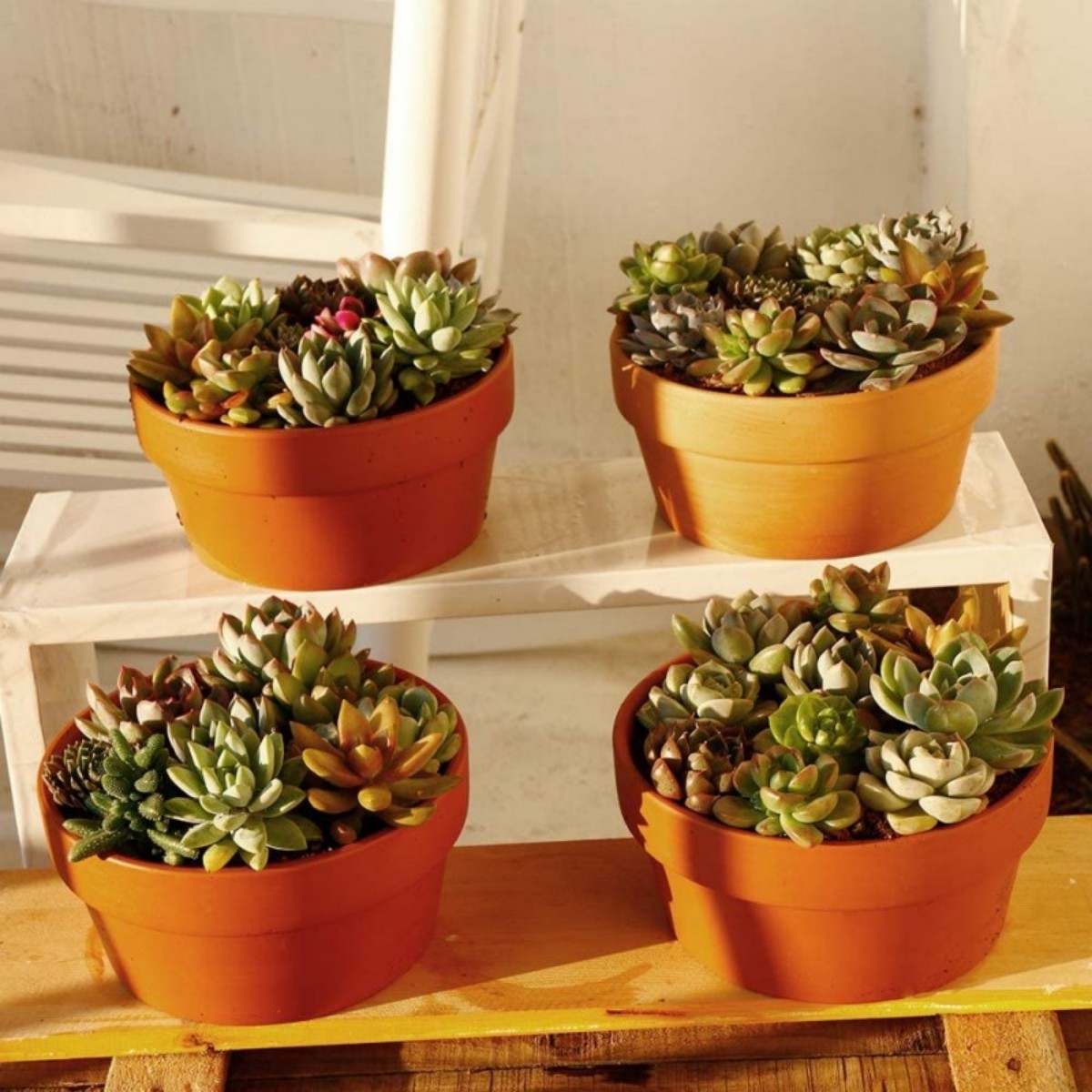 Vasos de terracota para flores - Echeveria Succulent avaliação e preço