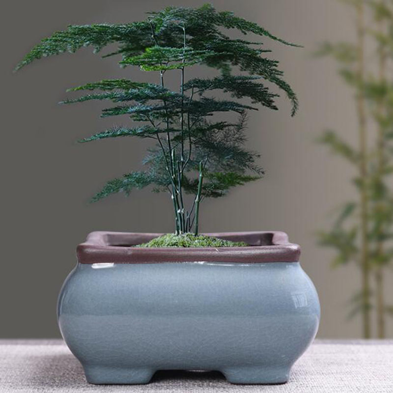 Vaso De Flores De Cerâmica Ret - Echeveria Succulent avaliação e preço