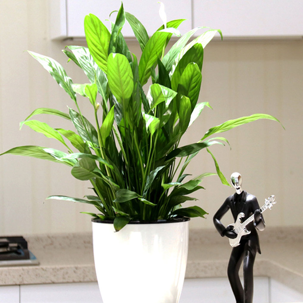 Vasos de plantas brancos portá - Aloe Vera Pot avaliação e preço