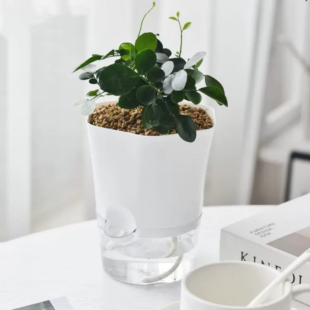 Vasos de plantas de plástico t - Aloe Vera Pot avaliação e preço
