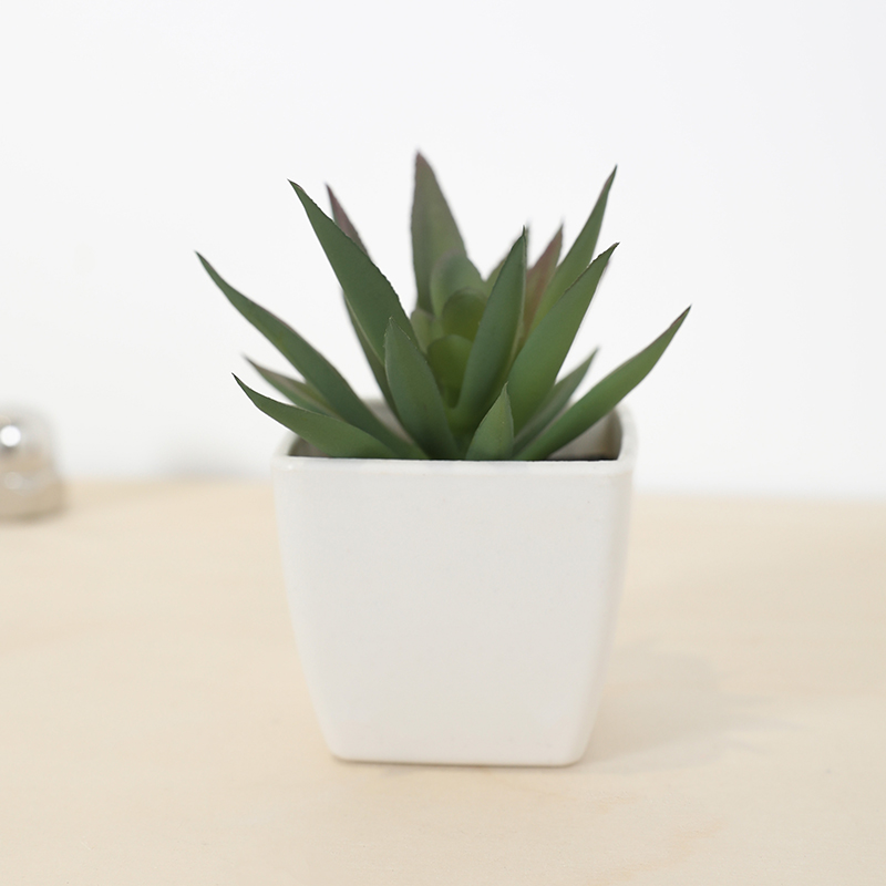Mini copo de fada suculenta ar - Echeveria Succulent avaliação e preço