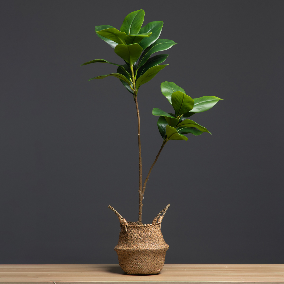 105cm 2 garfos grandes plantas - Dracaena Marginata avaliação e preço